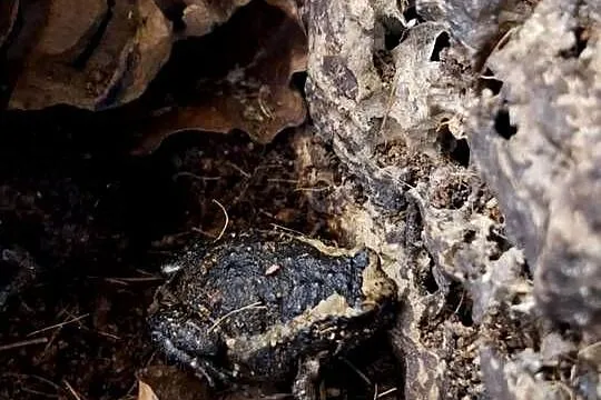 Termitówka indyjska (Kaloula pulchra), Małopolskie, Kraków