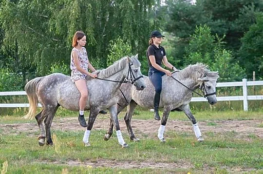 Para kucy C grupa siodło / zaprzęg do rekreacji/sportu, , 