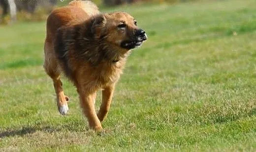 Teddy-pokocham Cię miłościa wielką, jak cały świat