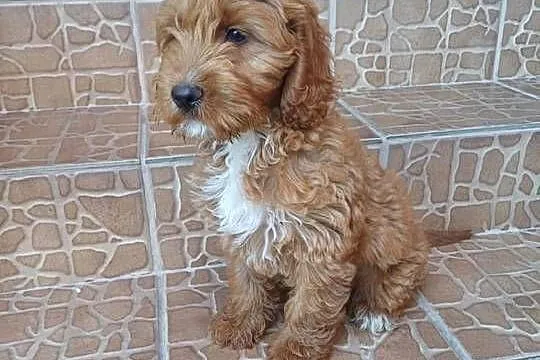 Cockapoo suczka hybryda f1