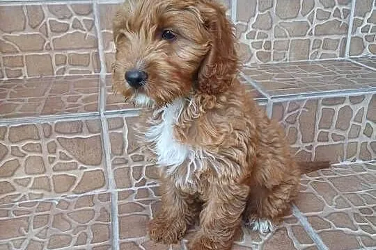 Cockapoo suczka hybryda f1, Pomorskie, Starogard Gdański