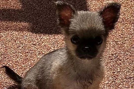 Chihuahua