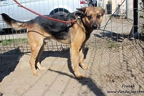 Franek - młody, owczarkowaty pies,  mazowieckie No