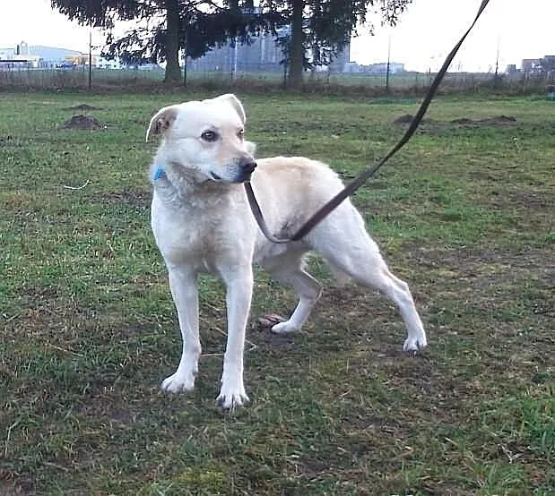 Misio - do adopcji