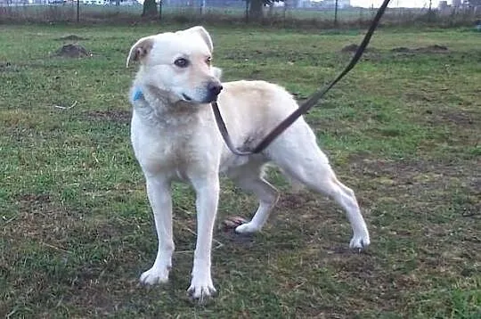 Misio - do adopcji