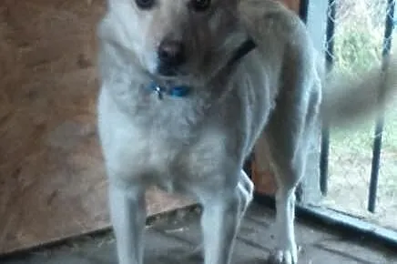 Misio - do adopcji