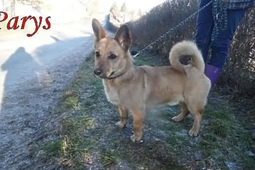 Nowe psiaki w schronisku. Dlaczego tu trafiły?