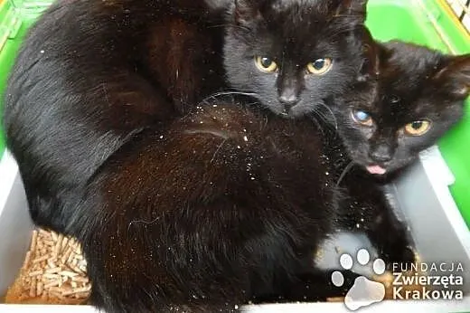 Holly i Molly w czarnych futerkach,  małopolskie K