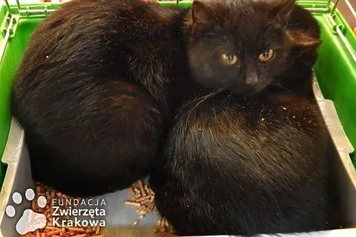 Holly i Molly w czarnych futerkach,  małopolskie K