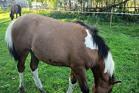 Sprzedam młode chucuły