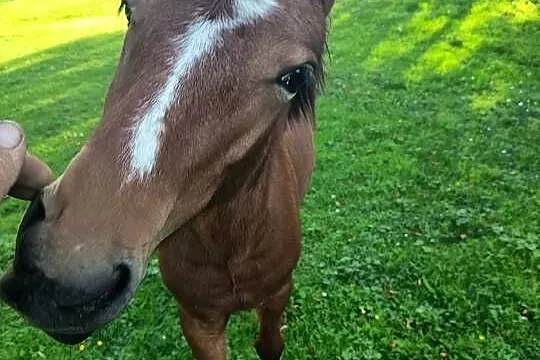 Sprzedam młode chucuły, Świętokrzyskie, Wygoda