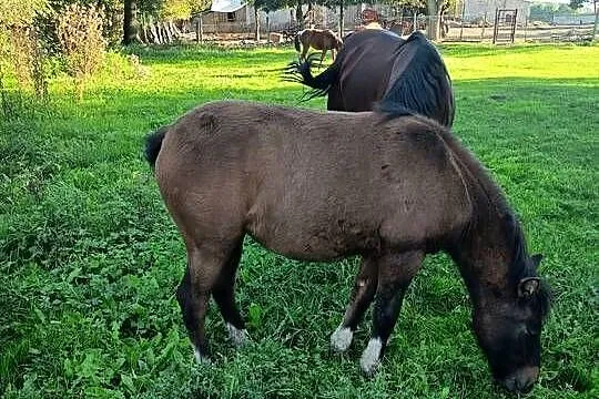 Sprzedam młode chucuły, Świętokrzyskie, Wygoda