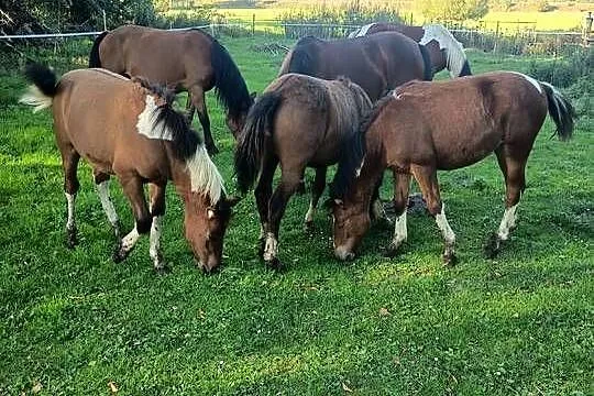 Sprzedam młode chucuły, Świętokrzyskie, Wygoda