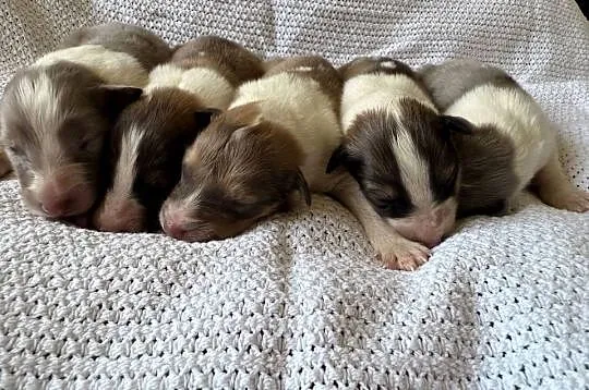 Owczarek szkocki długowłosy Colie, Mazowieckie, Ostrołęka