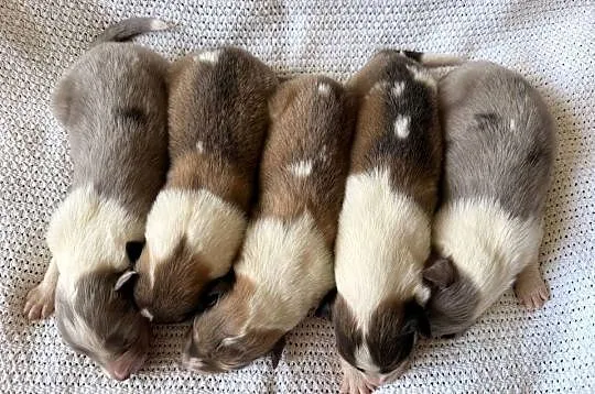 Owczarek szkocki długowłosy Colie, Mazowieckie, Ostrołęka