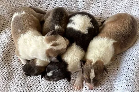 Owczarek szkocki długowłosy Colie, Mazowieckie, Ostrołęka