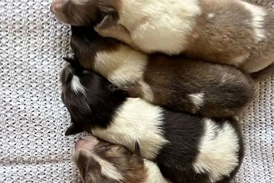Owczarek szkocki długowłosy Colie, Mazowieckie, Ostrołęka