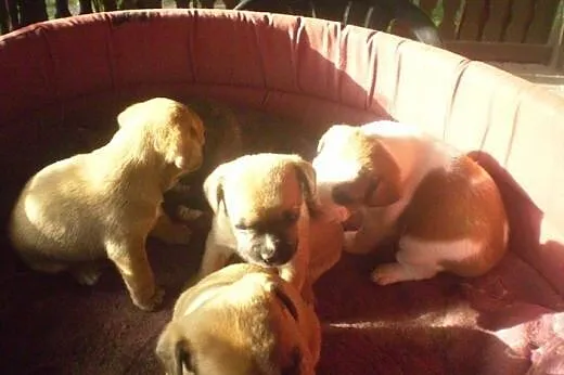 BULDOG FRANCUSKI,  pomorskie Starogard Gdański