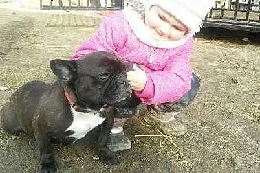 BULDOG FRANCUSKI,  pomorskie Starogard Gdański