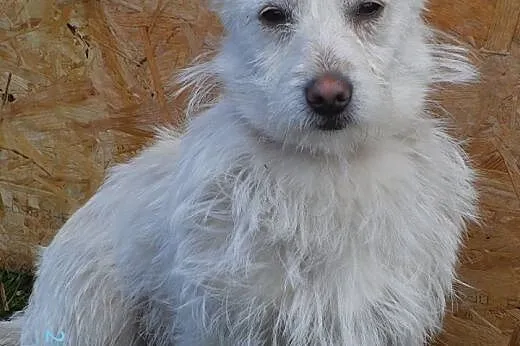 KIBIC - wesoły kawaler szuka kochającego człowieka.,  małopolskie Nowy Sącz