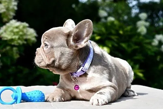 Buldog francuski merle sunia AGA ADA