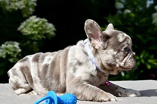 Buldog francuski merle sunia AGA ADA, Łódzkie, Łódź