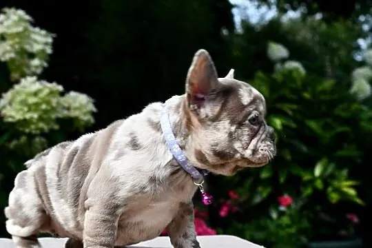 Buldog francuski merle sunia AGA ADA, Łódzkie, Łódź