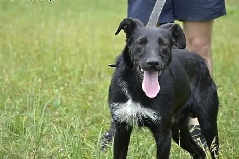 Aniołek na czterech łapkach - Platon czeka w schro