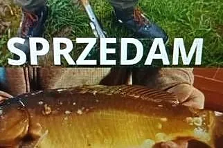 Sprzedaż ryb