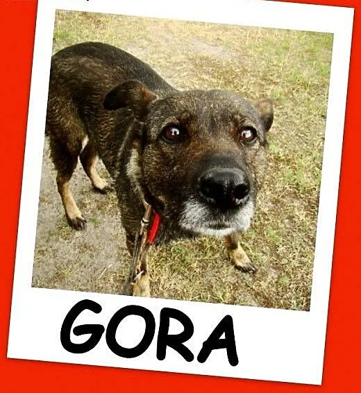 Średnia, grzeczna, spokojna,kontaktowa suczka GORA