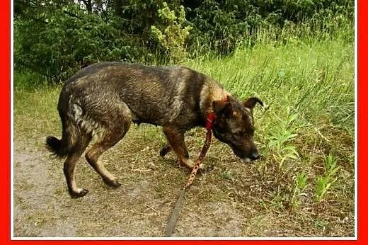 Średnia, grzeczna, spokojna,kontaktowa suczka GORA
