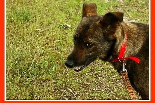 Średnia, grzeczna, spokojna,kontaktowa suczka GORA