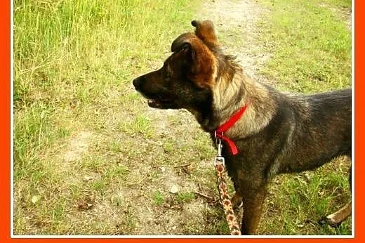 Średnia, grzeczna, spokojna,kontaktowa suczka GORA