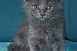 Diuna - niebieska koteczka Maine Coon z prawdziwym, Łask