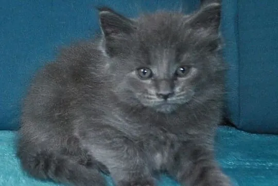 Diuna - niebieska koteczka Maine Coon z prawdziwym, Łask