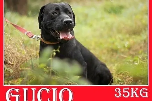 35kg,labrador,czarny,łagodny,energiczny pies GUCIO