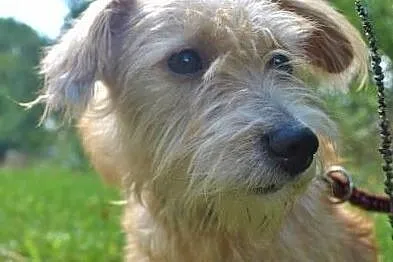 BIANKA - mała, kochana sunia w typie terriera szuka domu, Mazowieckie, Warszawa