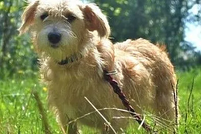 BIANKA - mała, kochana sunia w typie terriera szuka domu, Mazowieckie, Warszawa