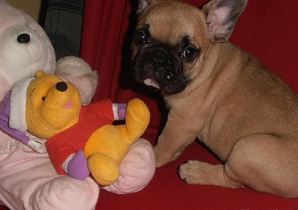 Buldog Francuski z rodowodem