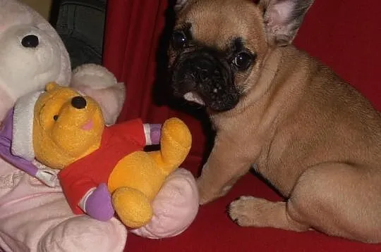 Buldog Francuski z rodowodem