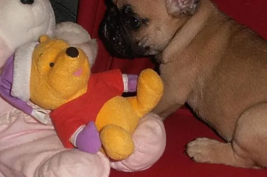 Buldog Francuski z rodowodem