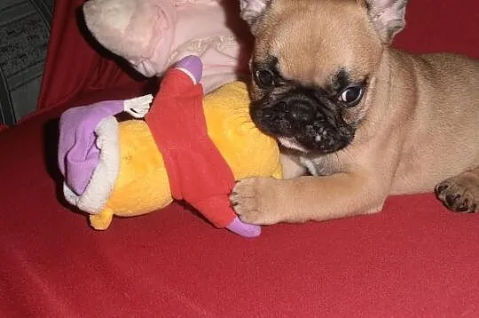 Buldog Francuski z rodowodem