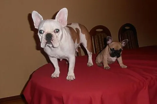 Buldog Francuski z rodowodem