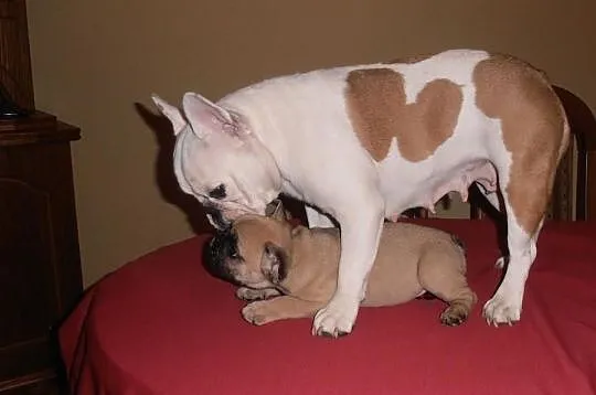 Buldog Francuski z rodowodem