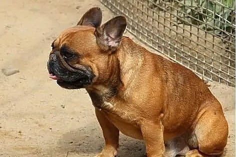 Buldog Francuski z rodowodem