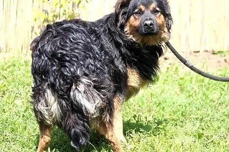 Tom- czeka na swojego nowego opiekuna,  mazowiecki