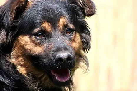 Tom- czeka na swojego nowego opiekuna,  mazowiecki