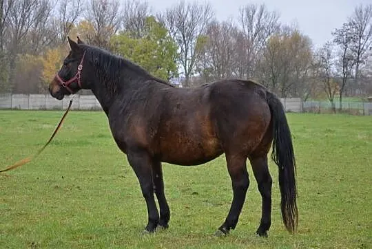 Z'Diana