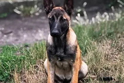 Amber owczarek belgijski malinois
