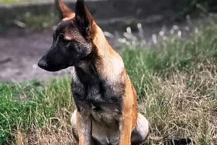 Amber owczarek belgijski malinois, Lubelskie, Lublin